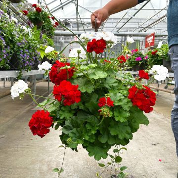 Geranium Combo Calliope Red and White- 12" Basket
