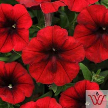 Petunia Easy Wave® Red Velour - 4 1/3" pot
