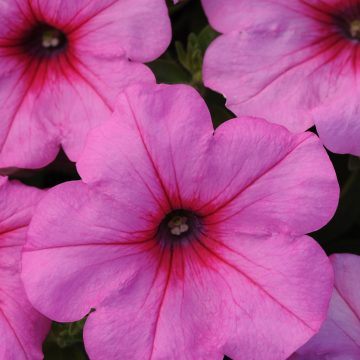 Petunia Easy Wave® Pink Passion- 12" basket