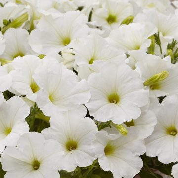 Petunia Easy Wave® White- 12" hanging basket