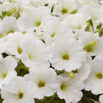 Petunia Easy Wave® White - 4 1/3" pot