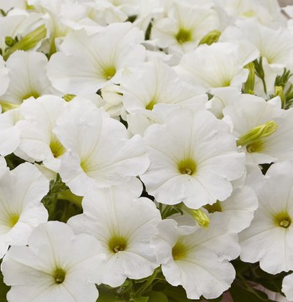 Petunia Easy Wave® White - 4 1/3" pot