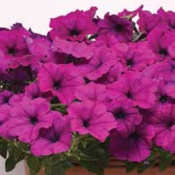 Petunia Easy Wave® Violet -6" pot