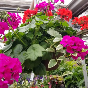 Geranium Combo Caliente Lav. & Orange- 12" basket