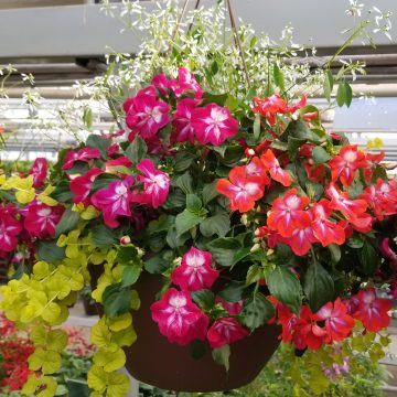 Combination MixMasters Shooting Comet- 12" basket