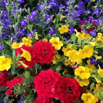 Comination MixMasters Color Magic- 12" basket