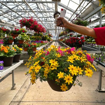 Comination MixMasters™ Mambo- 12" Hanging Basket