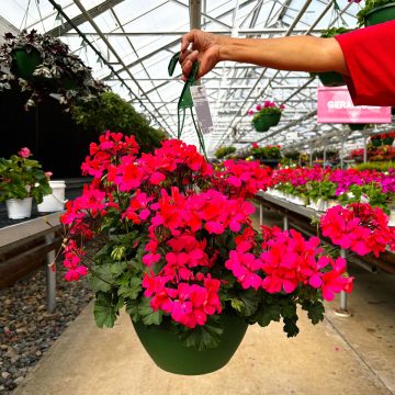 Geranium Caliente® Coral Salmon- 12" basket