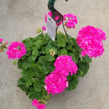 Geranium Caliente® Lavender- 12" hanging basket