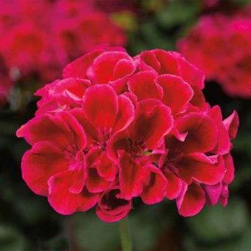 Geranium Calliope® Medium Crimson Flame-4 1/3" pot