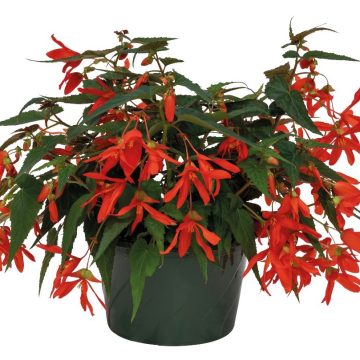 Begonia Groovy Orange- 12" hanging basket