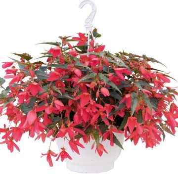 Begonia Green Leaf Groovy Rose 12" hanging basket