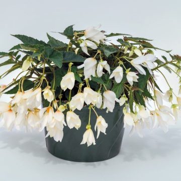 Begonia Green Leaf Groovy White- 12" basket