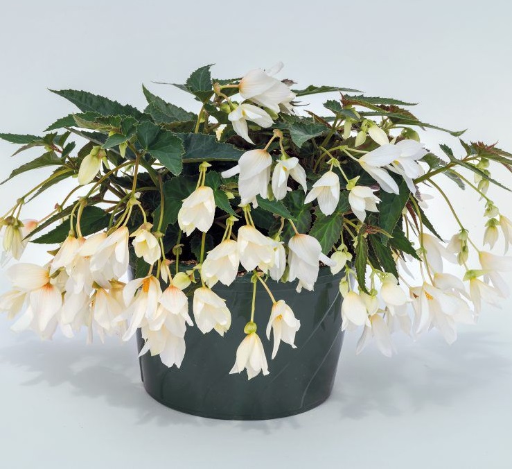 product-97607-1759476117-bgbgro401-12gb