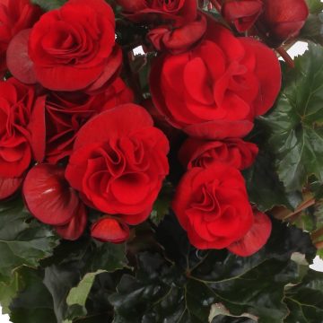 Begonia Rieger Solenia Velvet Red- 12" basket