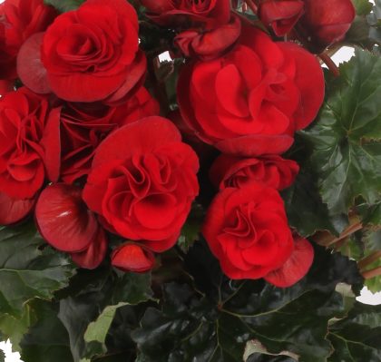 product-97608-1759476124-BGESOL113-12GB