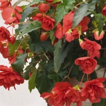 Begonia Illumination® Rose- 12" Hanging Basket