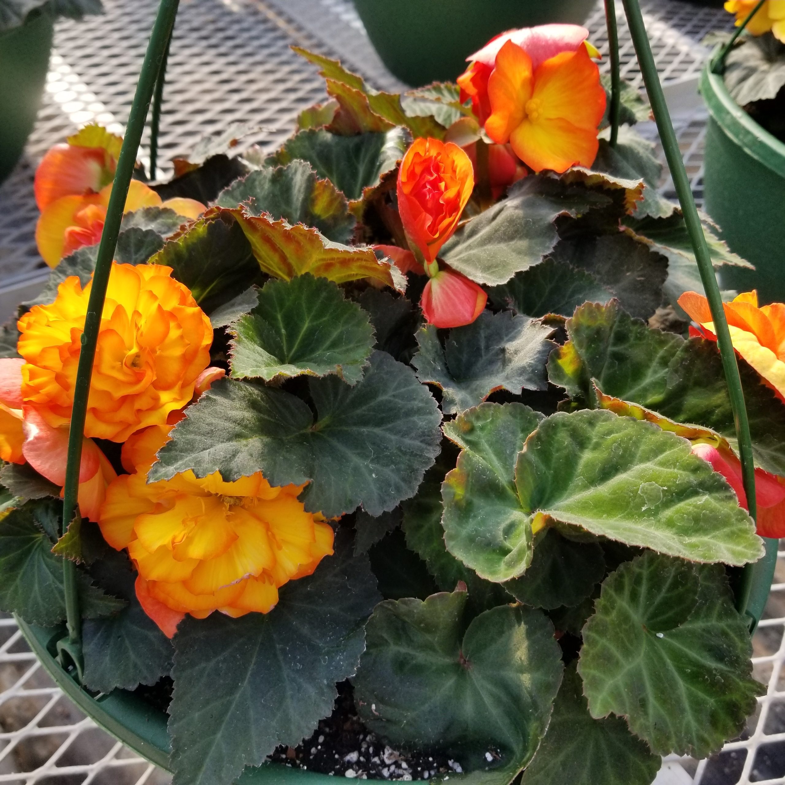 Begonia Green Leaf Nonstop® Fire-12" Basket - Image 2