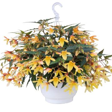 Begonia Green Leaf Groovy Mellow Yellow- 12"
