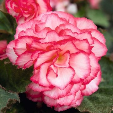 Begonia GreenL Nonstop® Rose Petticoat- 12" Basket