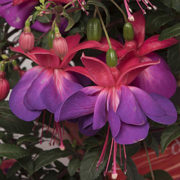 Fuchsia Aretes Lago Grande- 12" hanging basket