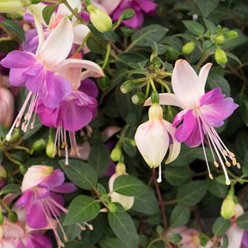 Fuchsia Aretes Rio Grande- 12" hanging basket
