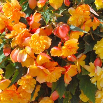 Begonia Illumination® Apricot Shades - 4 1/3" pot