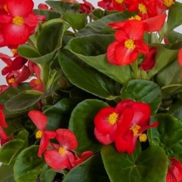 Begonia Green Leaf TopHat™ Scarlet - 4 1/3" pot