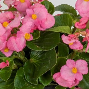Begonia Green Leaf TopHat™ Pink - 4 1/3" pot