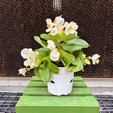 Begonia Green Leaf TopHat™ White 4 1/3" pot
