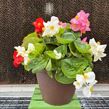 Begonia Green Leaf Tophat™ Mixed - 10" Patio