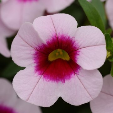 Calibrachoa Cabaret® Light Pink Kiss- 4 1/2" pot