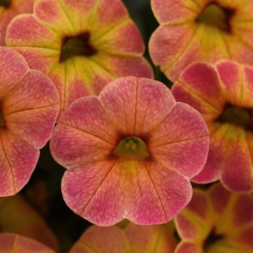 Calibrachoa Cha-Cha Diva Apricot - 4 1/3" pot
