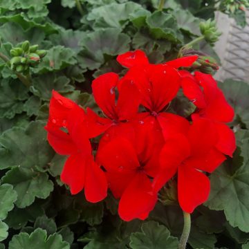 Geranium Caliente® Orange - 4 1/3" pot