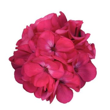 Geranium Galaxy™ Watermelon - 4 1/3" pot
