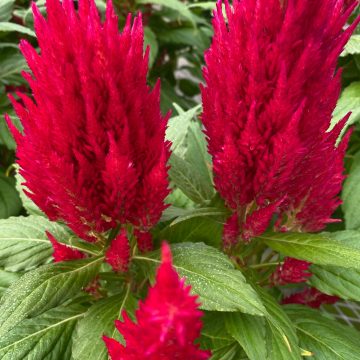 Celosia Fresh Look Red - 4 1/3" pot
