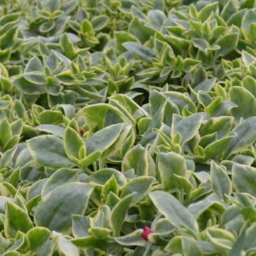 Dorotheanthus Variegated - 4 1/3" pot