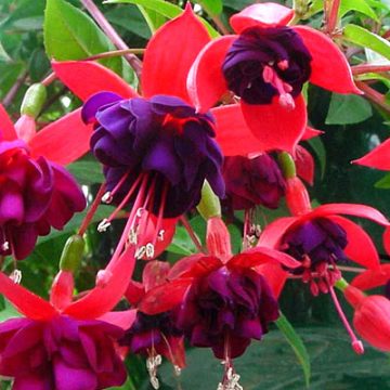 Fuchsia Trailing 'Dark Eyes' - 4 1/3" pot