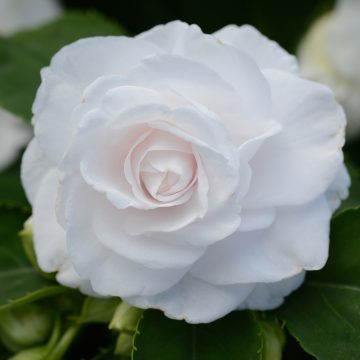 Impatiens, 'Glimmer™ White' - 4 1/3" pot