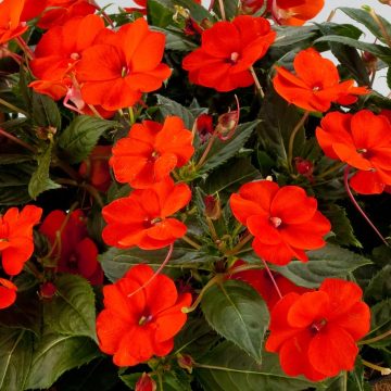 Impatiens SunPatiens® Compact Electric Orange- 4"