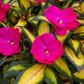 Impatiens SunPatiens® Compact Tropical Rose 4 1/3"