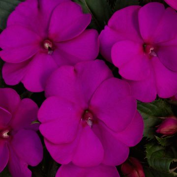 Impatiens SunPatiens® Compact Purple - 4 1/3" pot