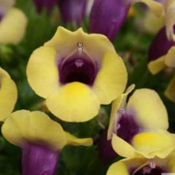 Torenia Summer Wave® Bouquet Gold - 4 1/3" pot