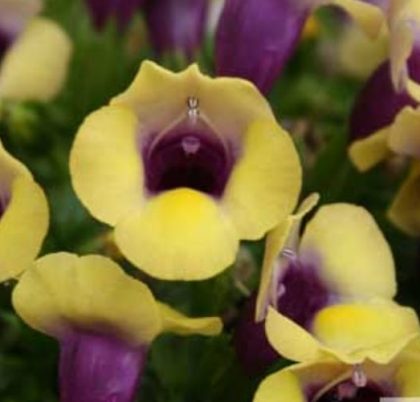 product-97674-1759505433-TORSWB706-43WP