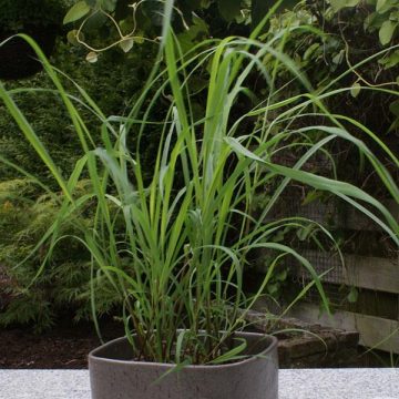 Lemon Grass- 4 1/3" pot
