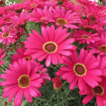 Argyranthemum GRANDAISY® Dark Pink - 10" Patio