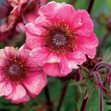 GEUM 'TEMPO™ ROSE AVENS', SIZE #1