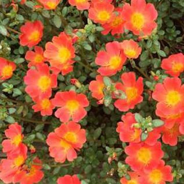 Portulaca ColorBlast Tangerine- 4 1/3" pot