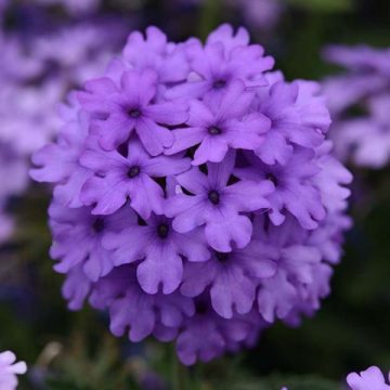 Verbena EnduraScape™ Blue - 4 1/3" pot