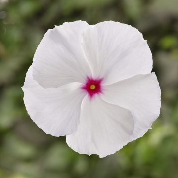 Vinca Cora® XDR Polka Dot - 4 pak